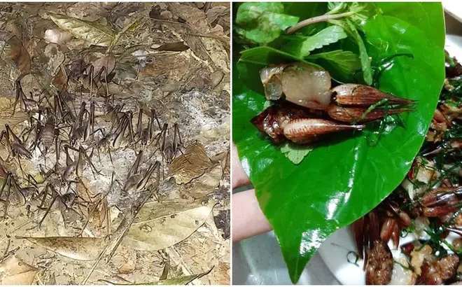 Đặc sản bò ra từ hang đá, hốc cây độc nhất ở Lạng Sơn, được bán với giá 500.000/kg, nhiều người săn lùng