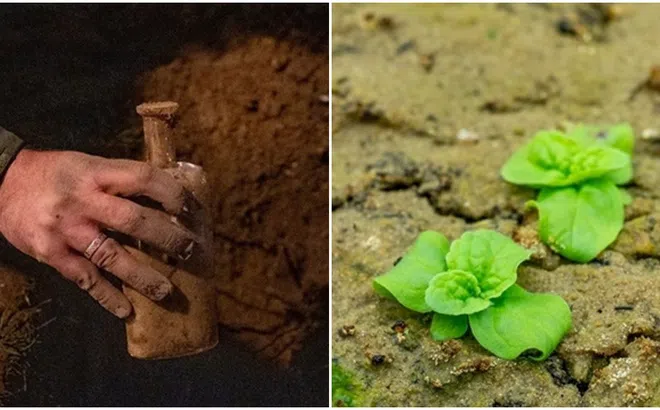 Phát hiện loài thực vật lai bí ẩn trong thí nghiệm trồng hạt giống kéo dài 144 năm