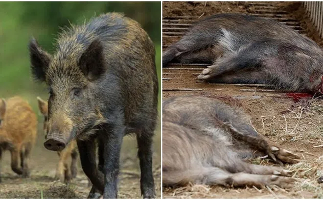 Tại sao lợn rừng bị nhiễm phóng xạ ở Fukushima không bị đột biến? Nghiên cứu di truyền tiết lộ những phát hiện bất ngờ