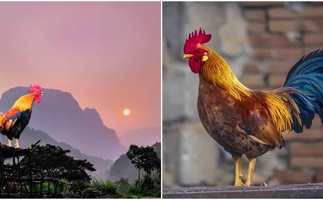 Sự thật đằng sau tiếng gà gáy: Con người đã đoán sai hàng ngàn năm nay