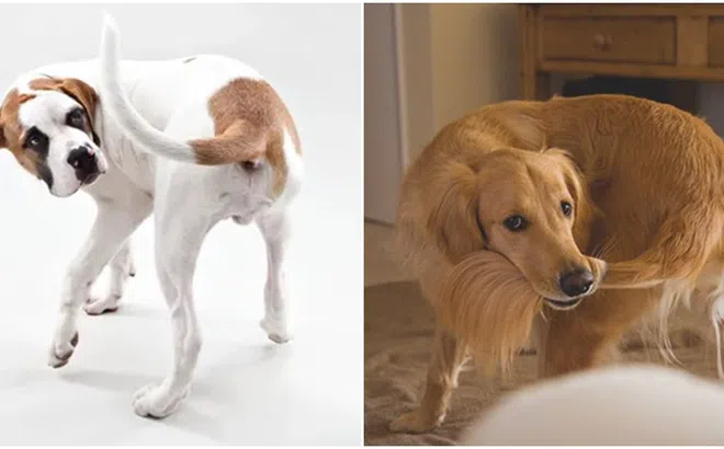 Bí mật đằng sau việc chó thường đuổi theo và cắn đuôi của chính mình?