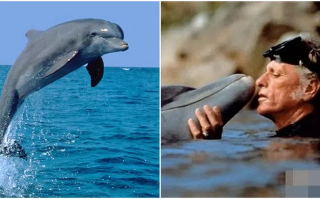 Lý giải nguyên nhân cá heo thường cứu người, chúng cứu người bằng cách nào?