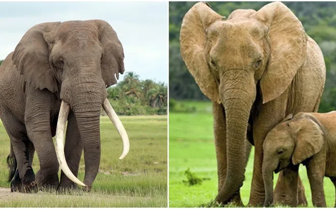 Tại sao voi lại có chiếc vòi dài đáng kinh ngạc? Lý đo đằng sau gây bất ngờ