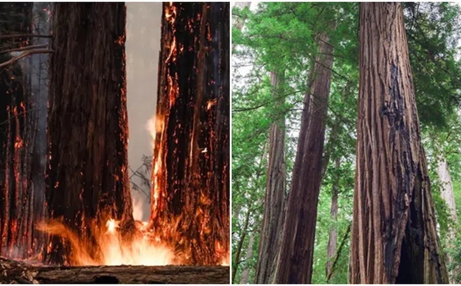 Loại cây gỗ cháy đen thui vẫn có thể mọc mầm sau 3 năm, sức sống mãnh liệt hơn con người nghĩ