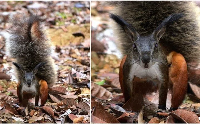 Loài sóc ‘ma cà rồng’ có khả năng xẻ bụng hươu và ăn nội tạng của con mồi