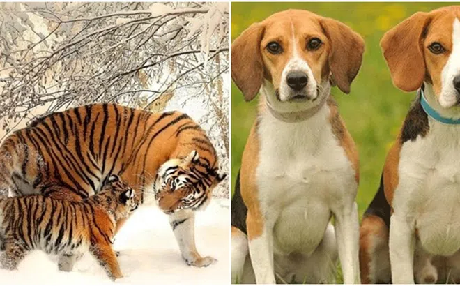 4 con giáp đạp trúng mỏ vàng, may mắn ngập tràn vào 7 ngày cuối tháng 12 Dương lịch