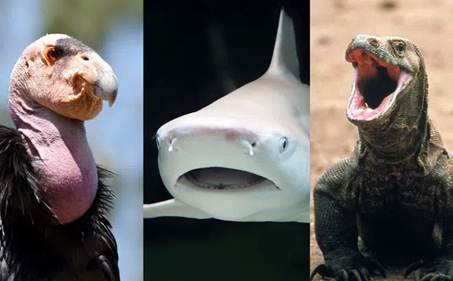 Kì lạ 8 loài động vật sinh con mà không cần con đực giao phối