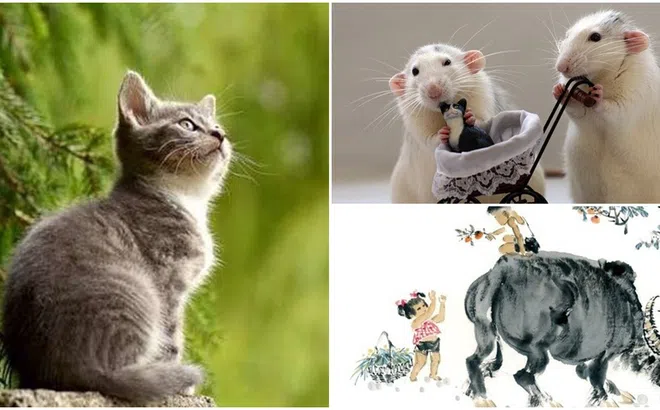 3 con giáp ‘giàu ngầm’, bên ngoài giản dị bên trong nhiều tiền
