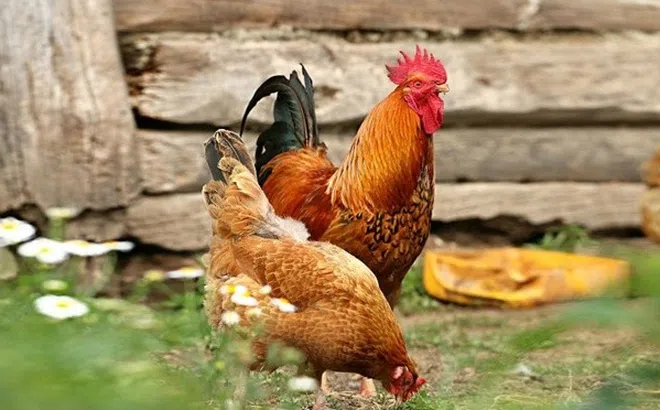 Bất ngờ việc phát hiện loài gà đang vui hay buồn qua tiếng kêu