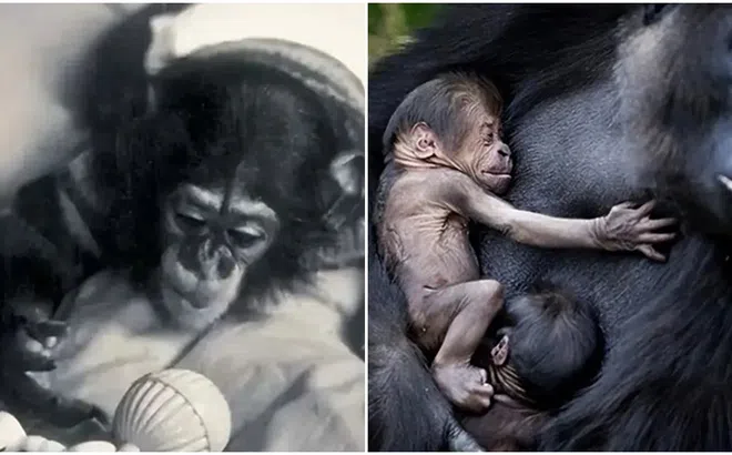 Thí nghiệm lai giữa người và tinh tinh từng gây tranh cãi dữ dội