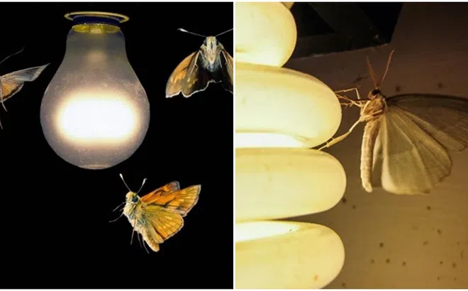 Tại sao bướm đêm và côn trùng bị thu hút bởi ánh sáng?