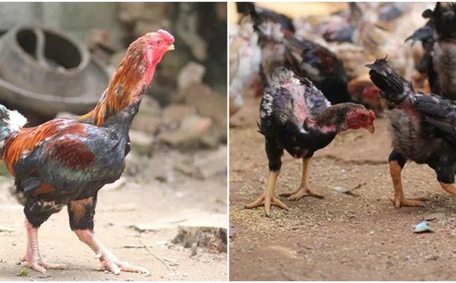 Giống gà là đặc sản quý hiếm của Việt Nam, được ghi tên trong Sách đỏ, nhiều người săn lùng dịp Tết