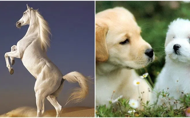 2 ngày nữa, 4 con giáp có cơ hội 'tái hợp' tình cũ, đường tình duyên nở rộ