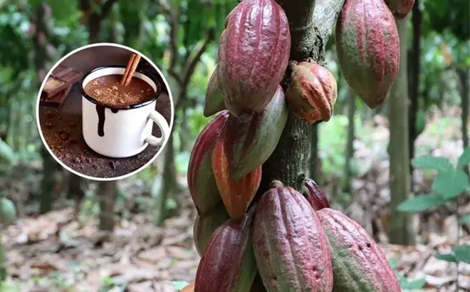 Loài cây quan trọng được ví như ‘thức ăn của các vị thần’, có thể chế biến ra nhiều món ăn ngon ngày nay