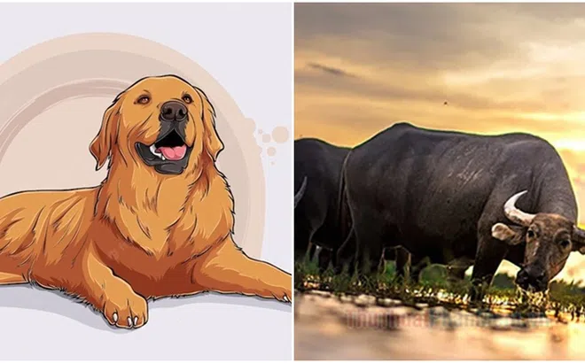 3 con giáp sinh ra để giàu có, có khí chất riêng, dễ lấy được chồng đại gia, sung sướng 1 đời