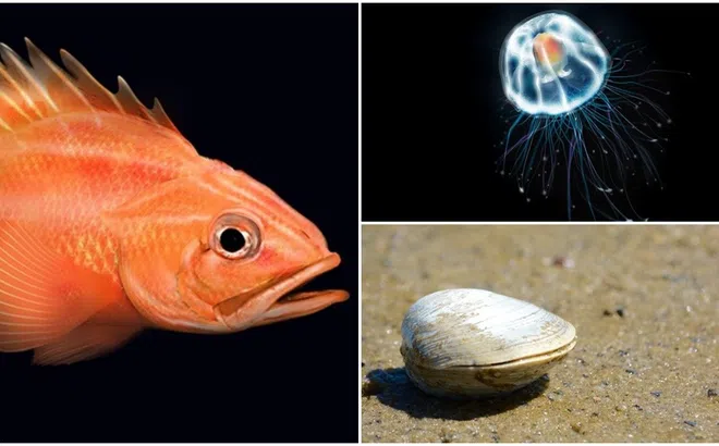 Những loài động vật sống lâu nhất trên Trái Đất, có loài sống thọ hàng nghìn năm, thậm chí bất tử