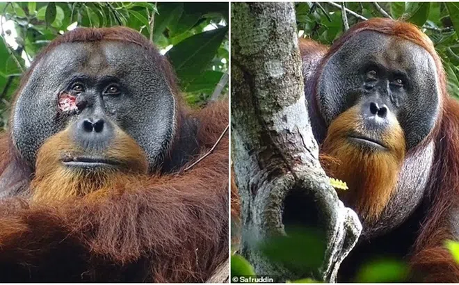 Kinh ngạc vượn lần đầu tiên tự điều trị vết thương bằng cây thuốc, khỏi sau chưa đầy 1 tháng