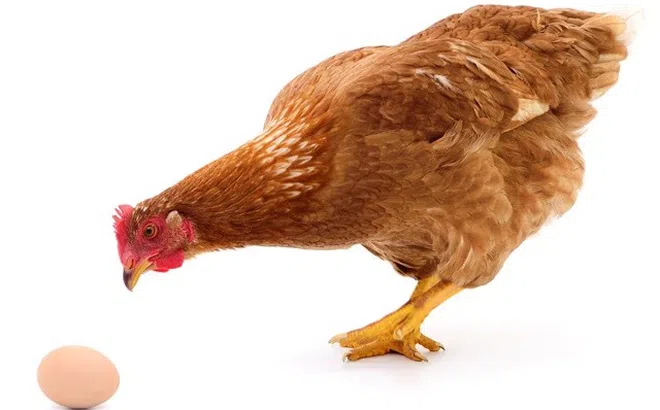 Con gà hay quả trứng có trước? Câu trả lời của nhà động vật học sẽ khiến nhiều người bất ngờ