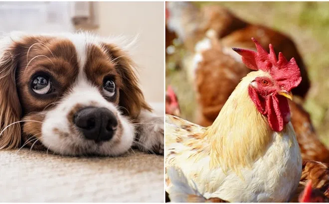 Bắt đầu từ 6/5, 3 con giáp có vận thế vô cùng dồi dào, tài lộc hanh thông