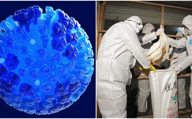 Phát hiện trường hợp đầu tiên nhiễm cúm gia cầm H5N2 ở người dẫn đến tử vong
