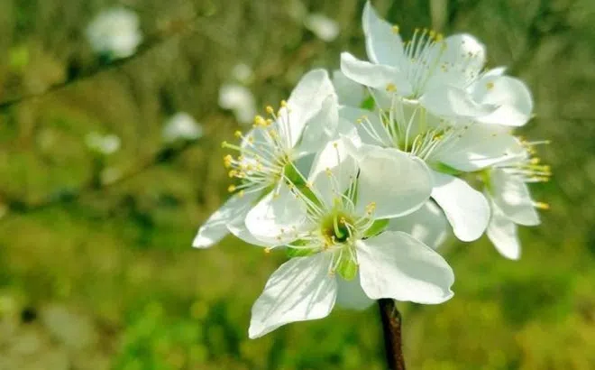 Tuần từ (28/8-3/9): 4 tuổi này sự nghiệp cực vượng, đi buôn hay làm thuê cũng đại thắng, đặc biệt tuổi Dần