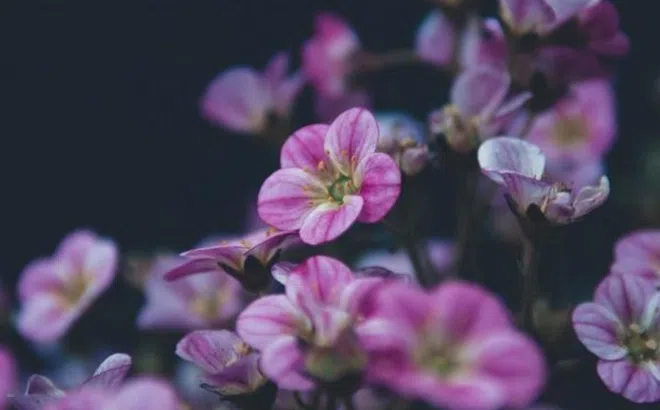 Đầu tháng 9: Top 4 tuổi này được Thần May Mắn ưu ái, đón lộc lá như nấm sau mưa