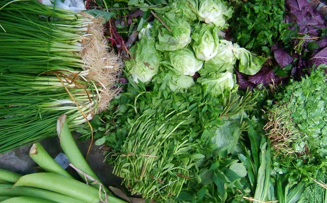 Ra chợ thấy loại rau này nhớ mua thêm, canxi gấp 3 lần sữa, người trung niên và người già ăn nhiều thì xương chắc khỏe