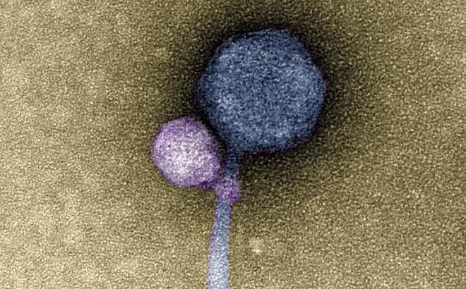 'Virus ma cà rồng' đầu tiên được phát hiện trong tự nhiên ở Mỹ