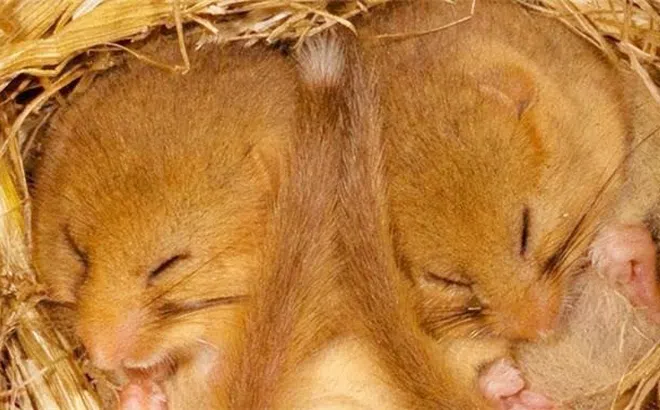 Loài vật được mệnh danh 'thần ngủ', mỗi năm dành hẳn 9 tháng 'ngủ say như chết'