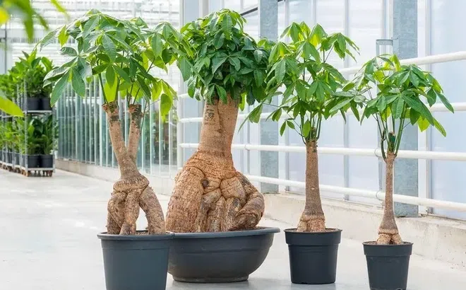 Đặt 4 thứ trước cửa nhà, người nghèo có thể trở nên giàu, người giàu có thể  giàu hơn