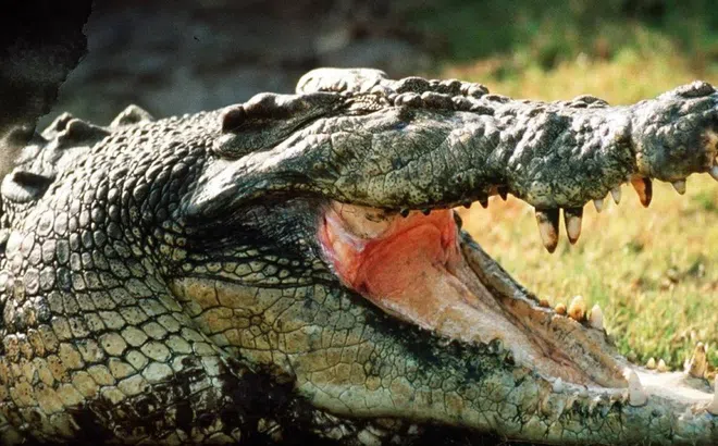 'Khách không mời' xuất hiện trong chuồng gà, cả nhà dụi mắt nhìn kỹ thì hoảng hồn gọi cứu viện