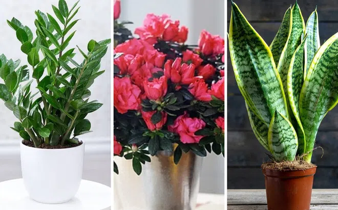 6 loài hoa “thích uống giấm”, 2 tuần một lần lá xanh tươi, hoa nhiều, càng tưới càng đẹp