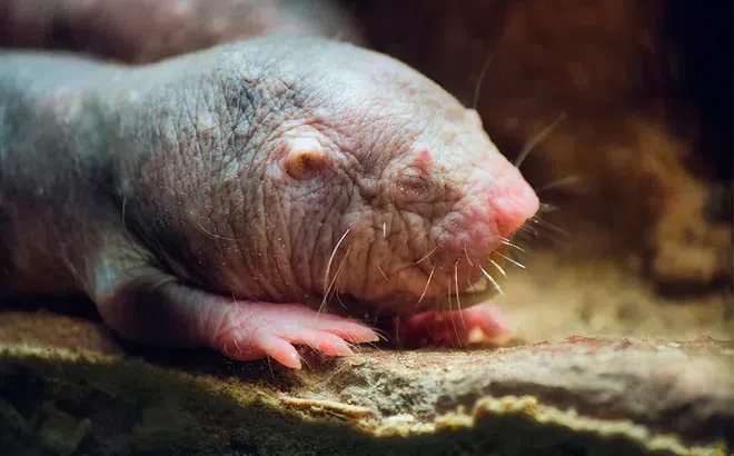 Điểm danh những loài động vật sống lâu nhất trên Trái Đất